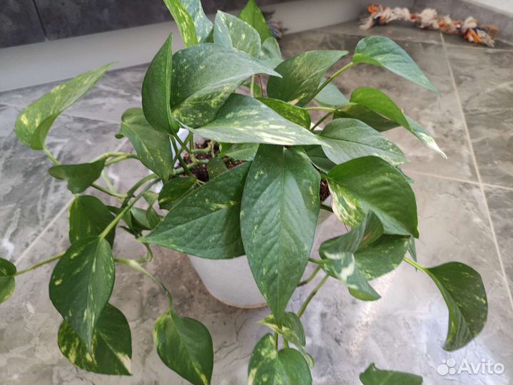 Сциндапсус с горшком