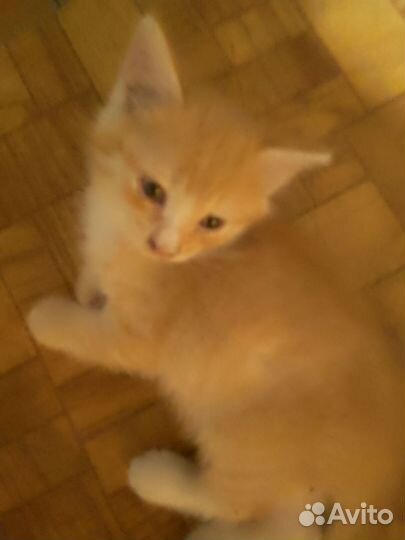 Мальчик рыжий