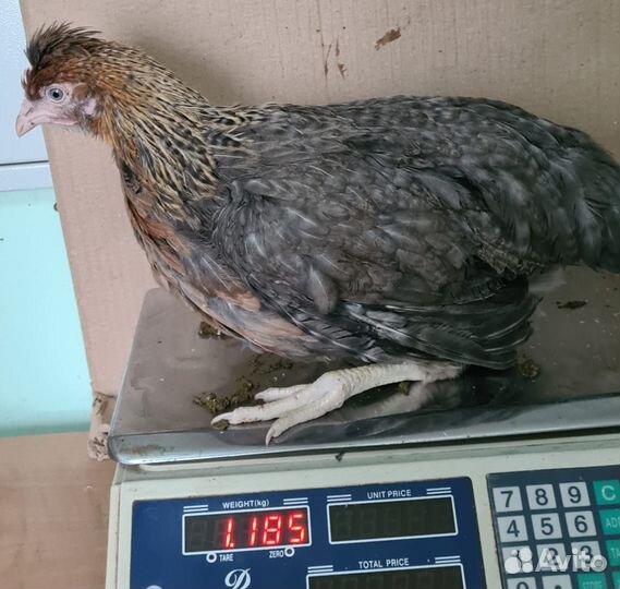 Куры Молодки с Бесплатной Доставкой