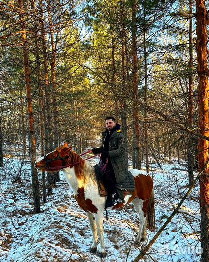 Продается жеребец