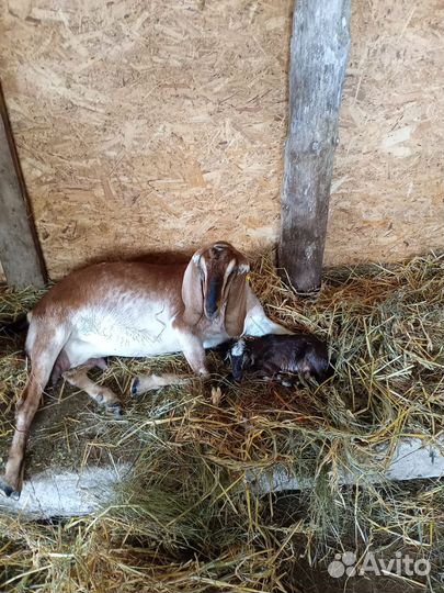 Породистые, молодые, молочные козы