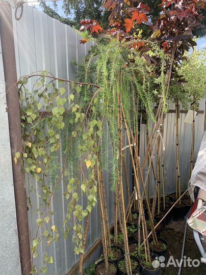 Ива Клен лиственница на штамбе