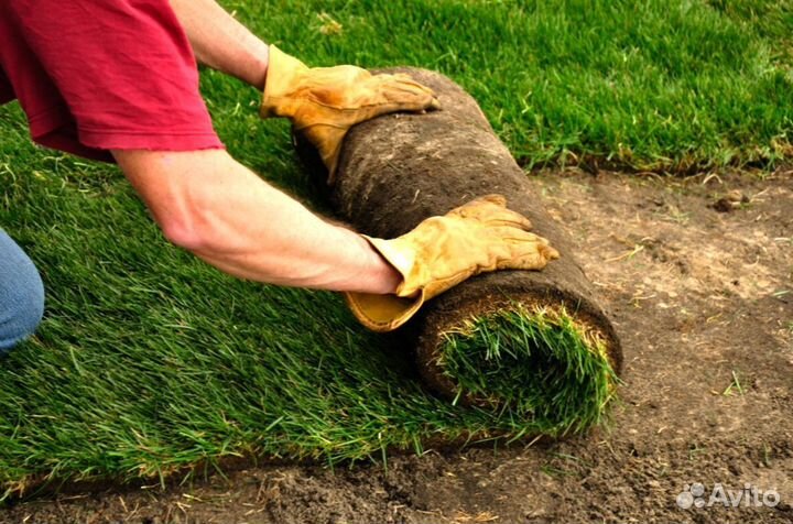 Газон под ключ. Озеленение участка