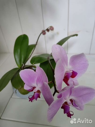 Орхидея фаленопсис Sacramento
