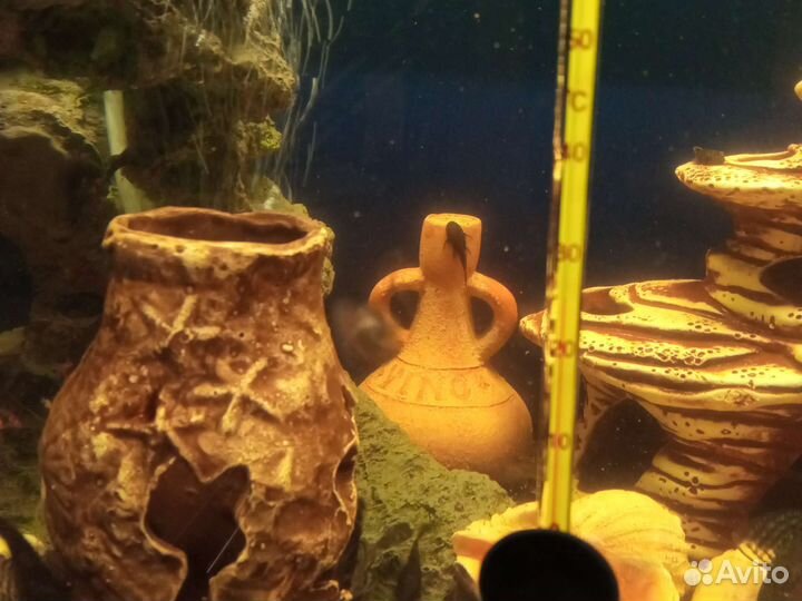 Сомики анциструсы