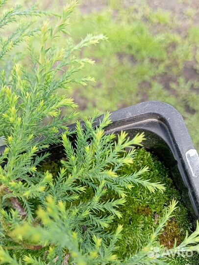 Микробиота перекрестнопарная 1 год