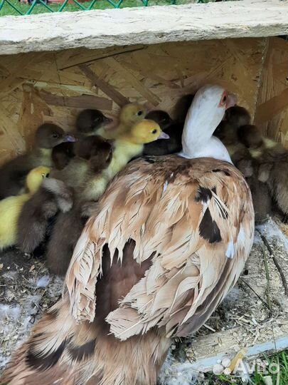 Утята индоутки