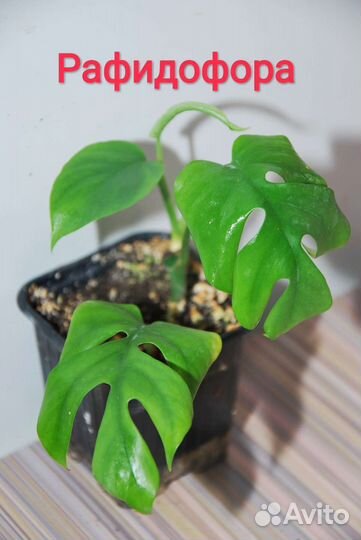 Кобра белая,Монстеры,сциндапсусы,лианы