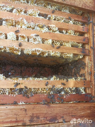 Ульи с пчелами