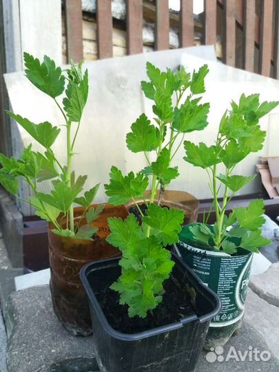 Саженцы крыжовник смородина жимолость