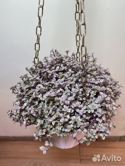 Каллизия розовая пантера