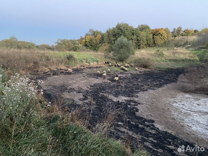 Овцы бараны Романовские