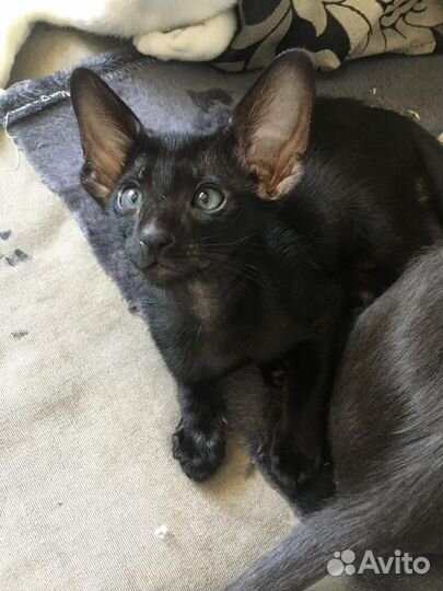 Ориентальные котята экстрим