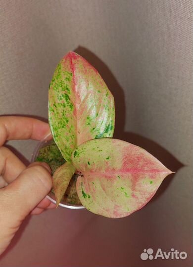 Аглаонема pink emerald детки