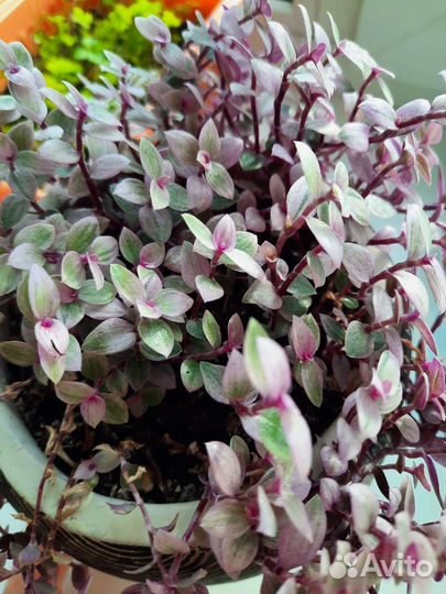 Каллизия розовая пантера