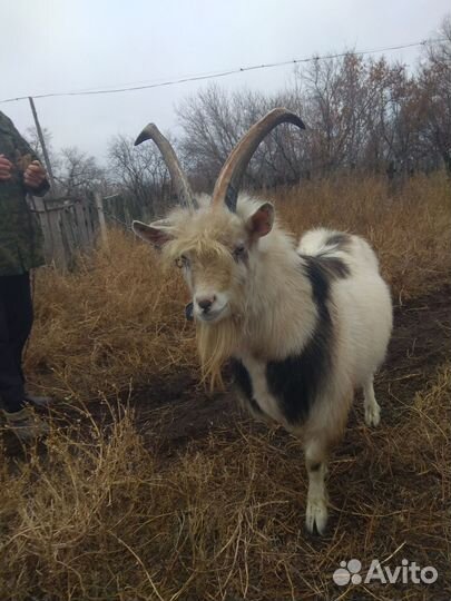 Продается козел