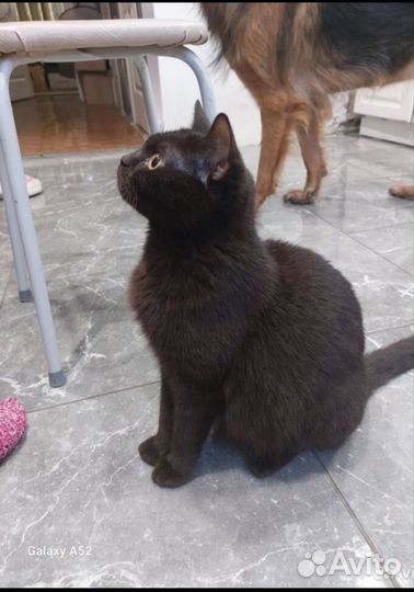 Британчики