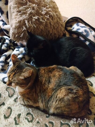 Передержка животных (домашняя зоогостиница)