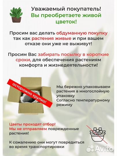 Крассула хоббит 10 15