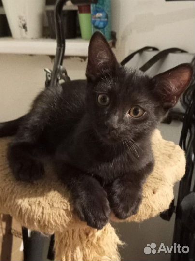 Котята сфинкс Браш