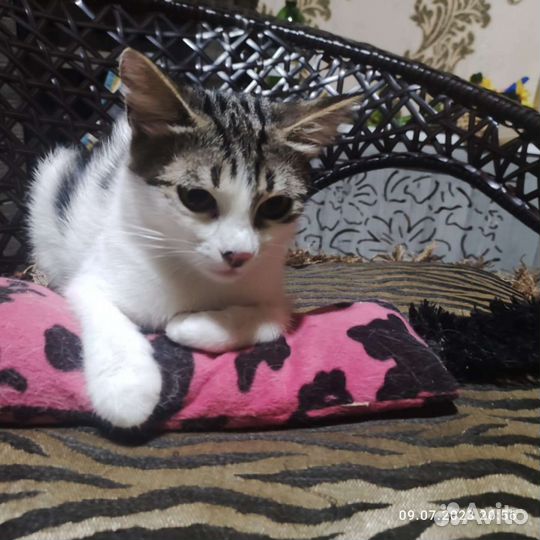 Последний шанс для Анфисы