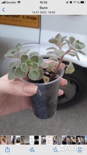 Дерево любви (аихризон)