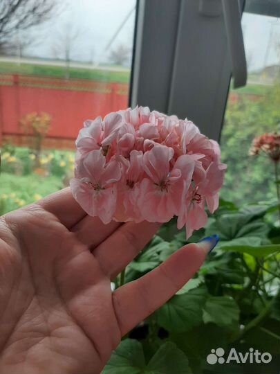 Пеларгония герань