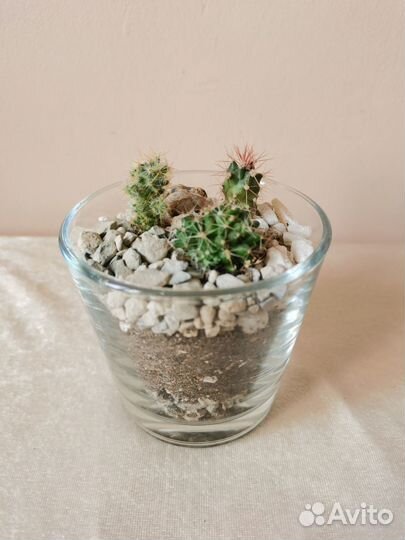 Мини флорариумы