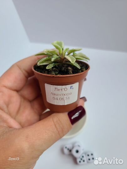 Листовые химеры, мини-фиалки