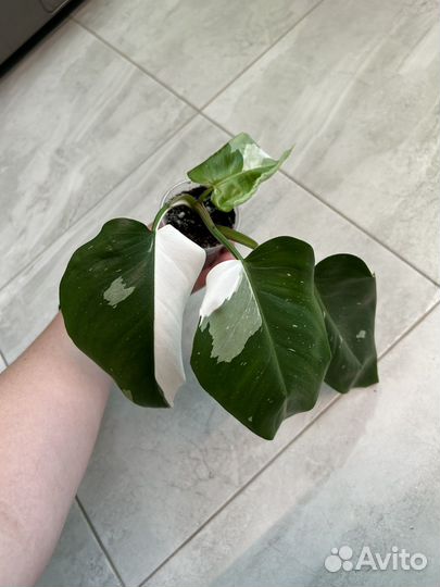 Филодендрон