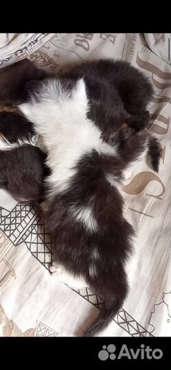Котята
