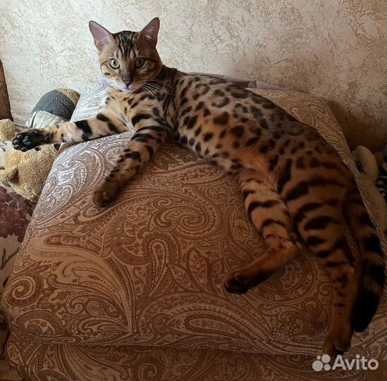 Бенгальский кот на вязку