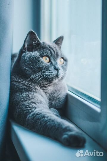 Британский кот