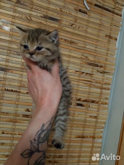 Британский прямоухий котёнок