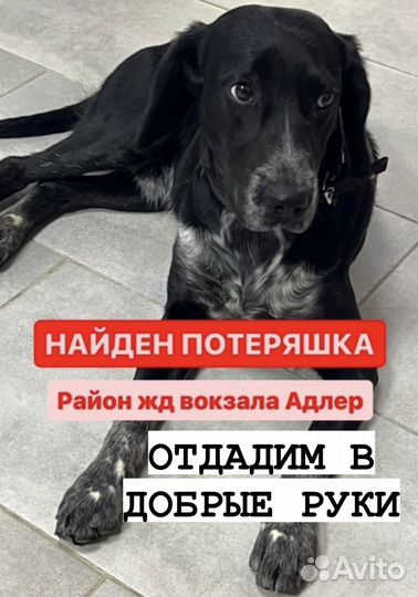 Щенок в добрые руки бесплатно