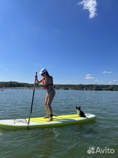 Вязка чихуахуа