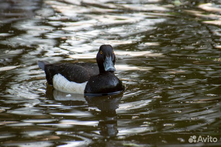 Объектив Nikon 70-300mm f/4.5-6.3G ED VR AF-P DX