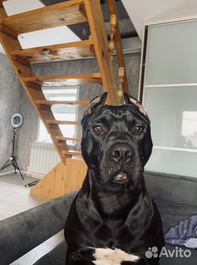 Американский питбультерьер вязка