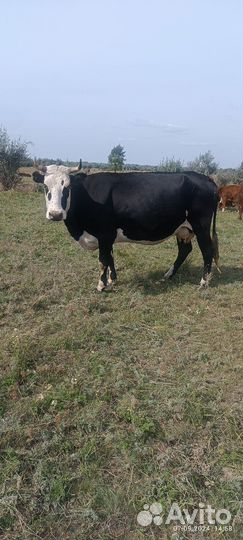 Корова стельная