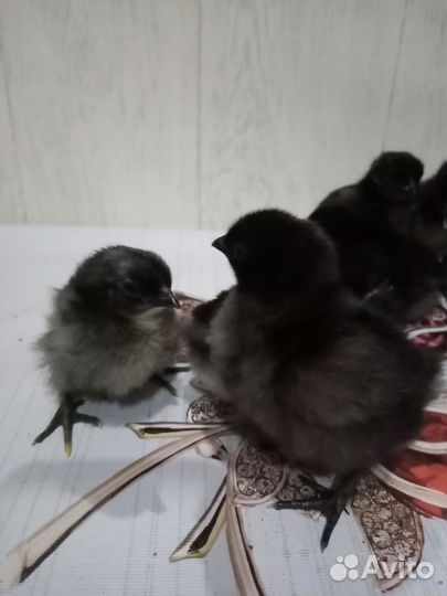 Яицо Ухейилюй