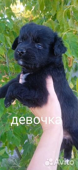 Собака в добрые руки щенок