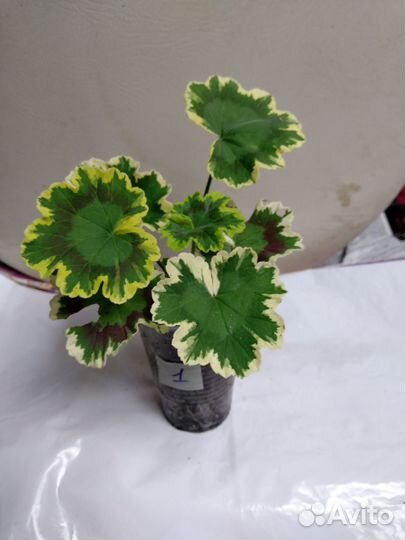 Пеларгония триколор