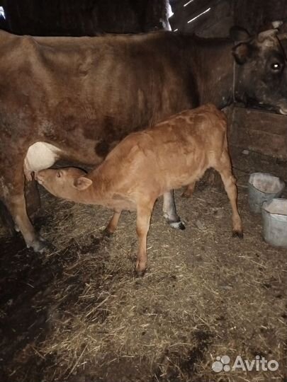 Бык и телка