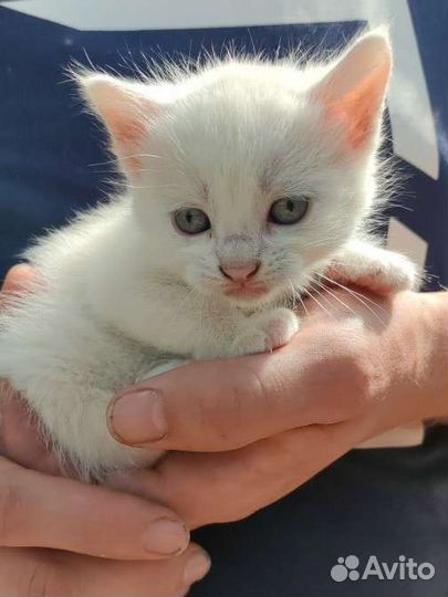 Кошка в дар бесплатно