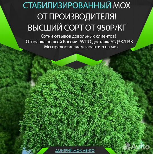 Стабилизированный мох ягель, королевский ягель