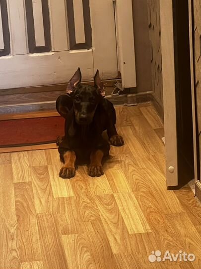 Собака доберман