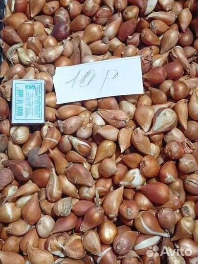 Луковицы тюльпанов