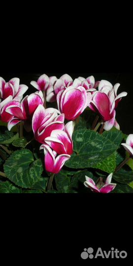 Семена цикламена