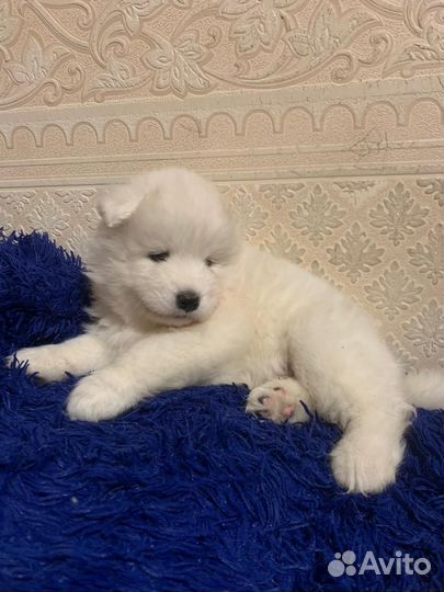 Собаки щенки самоеда
