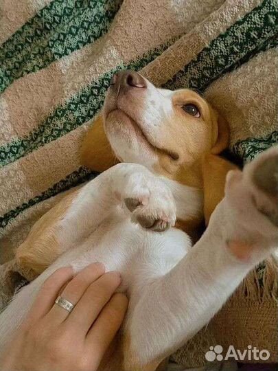 Передержка для собак, занятия, курсы